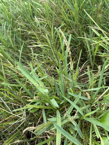 Stenotaphrum secundatum observed 2026-06-22