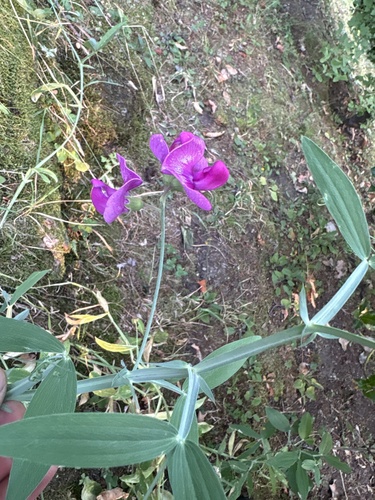 broad-leaved sweet pea