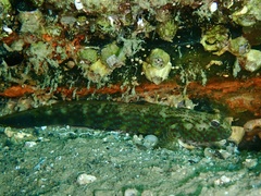Arabian Goby photo 2