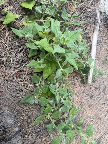 Tetragonia tetragonoides observed 2026-06-22