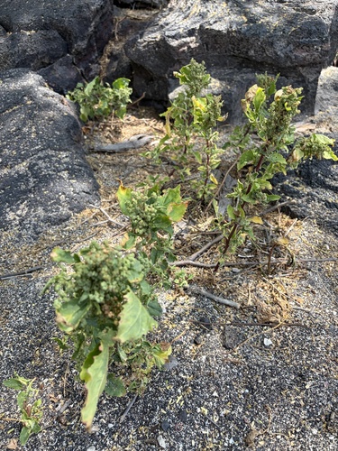 Atriplex, 2026-06-30