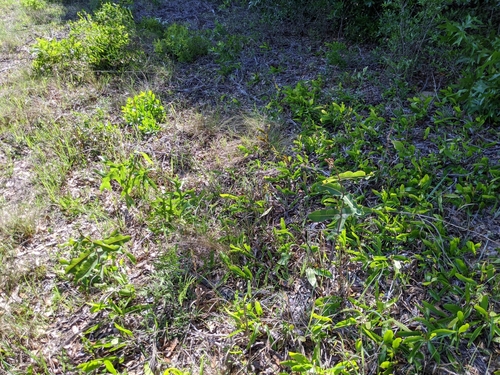 Asclepias amplexicaulis image