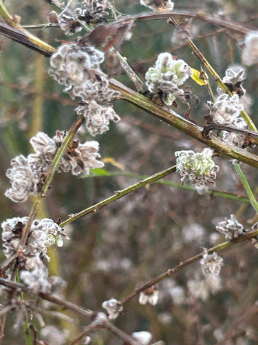 Broom Gall Mite