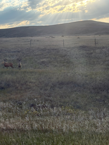 Mule Deer