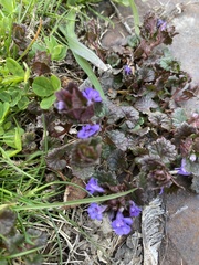 Glechoma hederacea