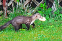 Stone Marten