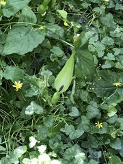 Arum maculatum