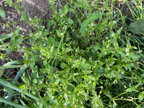 common chickweed