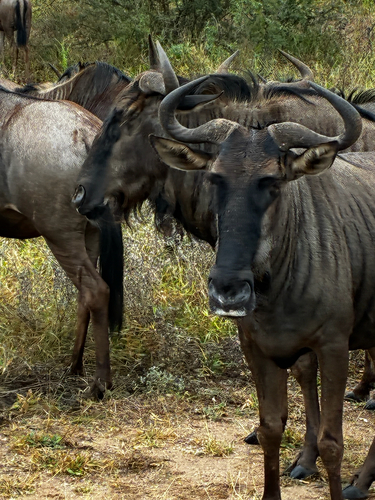 Blue Wildebeest