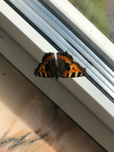Small Tortoiseshell