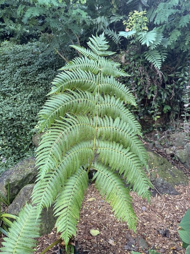Cibotium chamissoi observed 2026-06-22