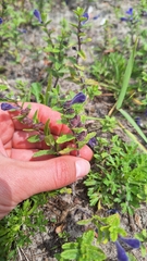 Scutellaria strigillosa, photograph (c) Violetta Dzizyurova, some rights reserved (CC BY)