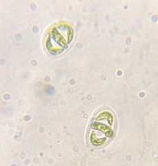 Nephrocytium lunatum