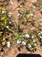 Cryptantha leiocarpa