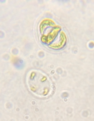 Nephrocytium lunatum