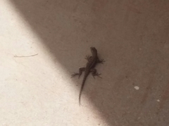 Sceloporus occidentalis