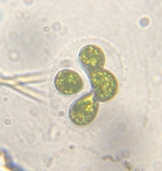 Nephrocytium lunatum