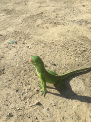 Iguana iguana