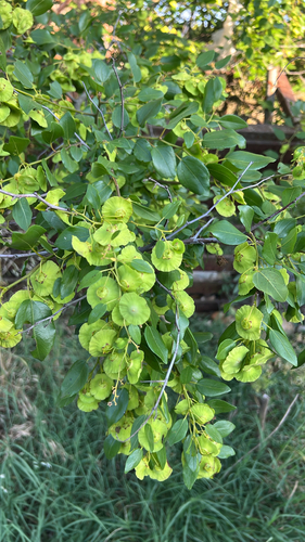 Jerusalem Thorn
