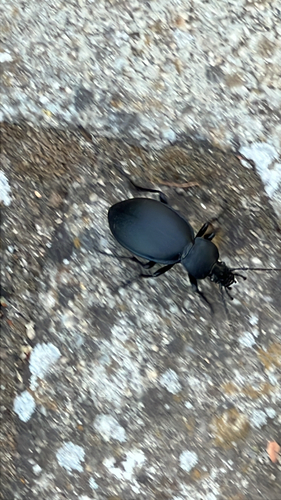 Leather Beetle