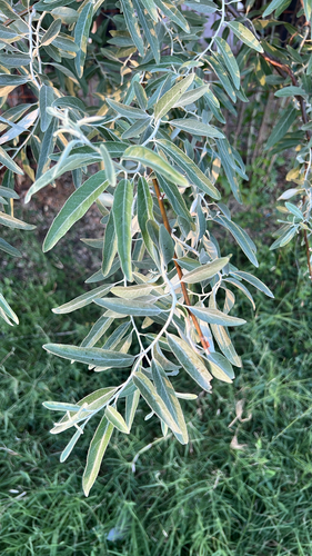Russian olive