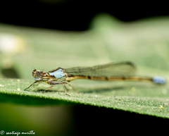 Oxyagrion ablutum