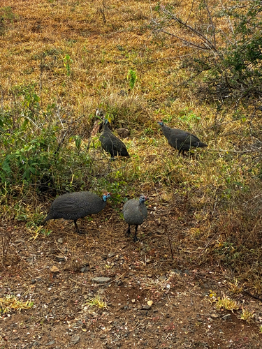 Helmeted Guineafowl