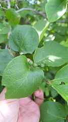 Lonicera ruprechtiana