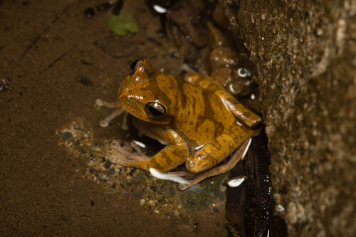 Yungas Tree Frog, Boana balzani