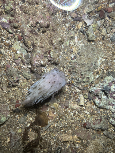 Tragulichthys jaculiferus observed 2026-05-22
