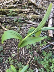 Veratrum viride
