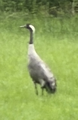 Common Crane