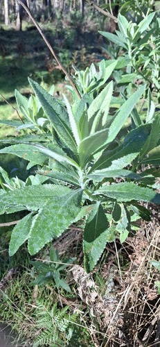 Scented Groundsel