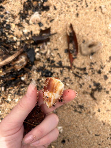 Conus catus observed 2026-06-04