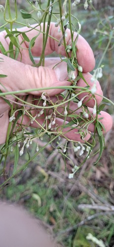 Small-leaved Clematis
