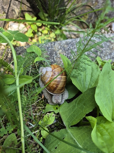 Roman Snail
