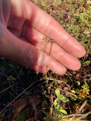 Celmisia glandulosa, 2026-07-01