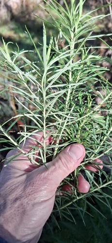 Shiny Cassinia