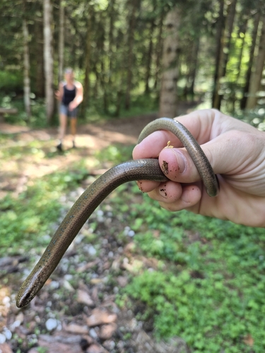 Italian Slowworm