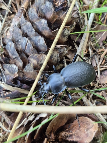 Leather Beetle