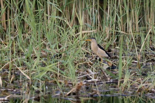 Little Bittern