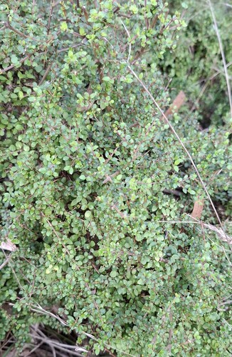 Prickly Currant-Bush