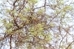 Mimosa tenuiflora