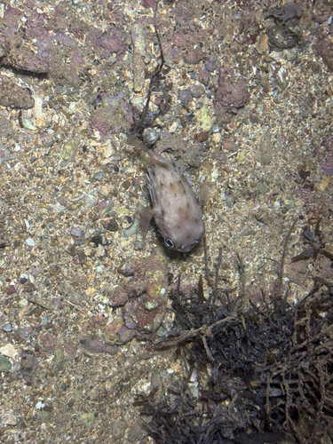 Tragulichthys jaculiferus observed 2026-05-22