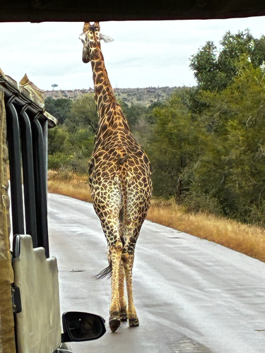 South African Giraffe