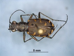 Cicindela repanda repanda