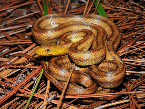 Eastern Ratsnake