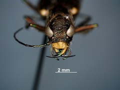 Cicindela repanda repanda