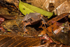 Rhinella hoogmoedi
