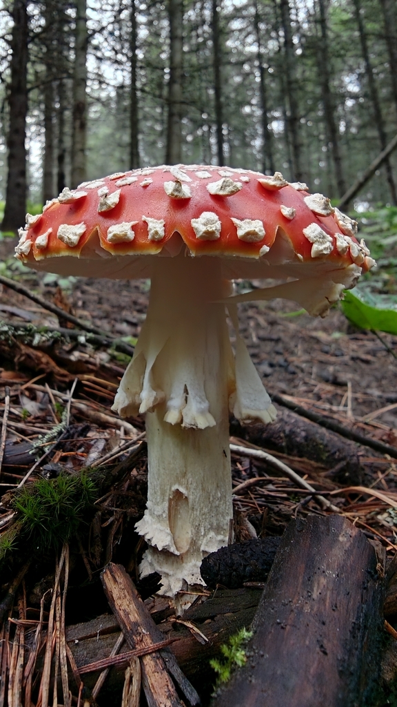 Fly Agaric · June 2026 · photo: Photo: no rights reserved · iNaturalist